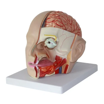 Anatómiai agyi artéria anatómia Emberi fej agyi artériás modell